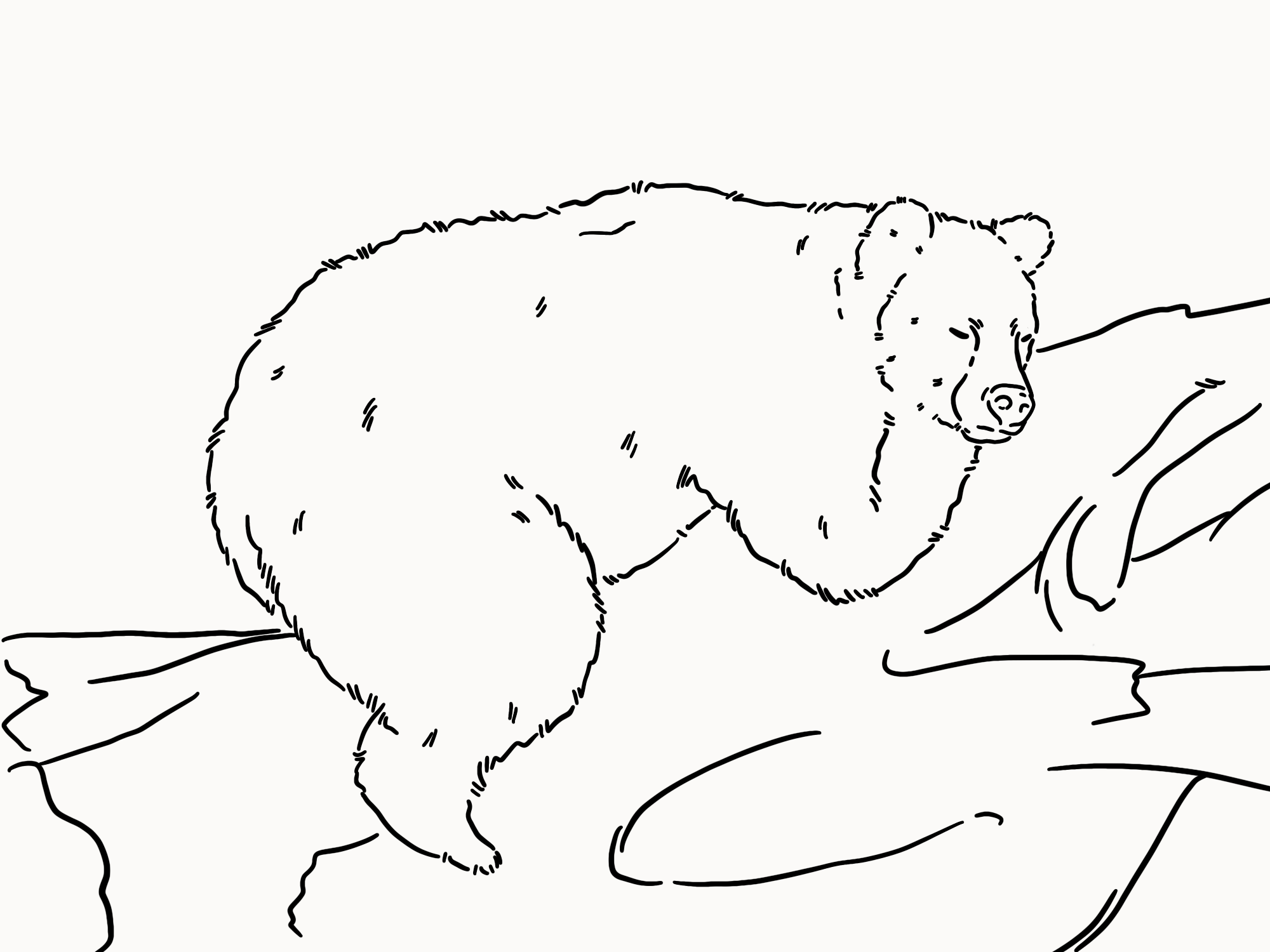 hibernating bear illustration