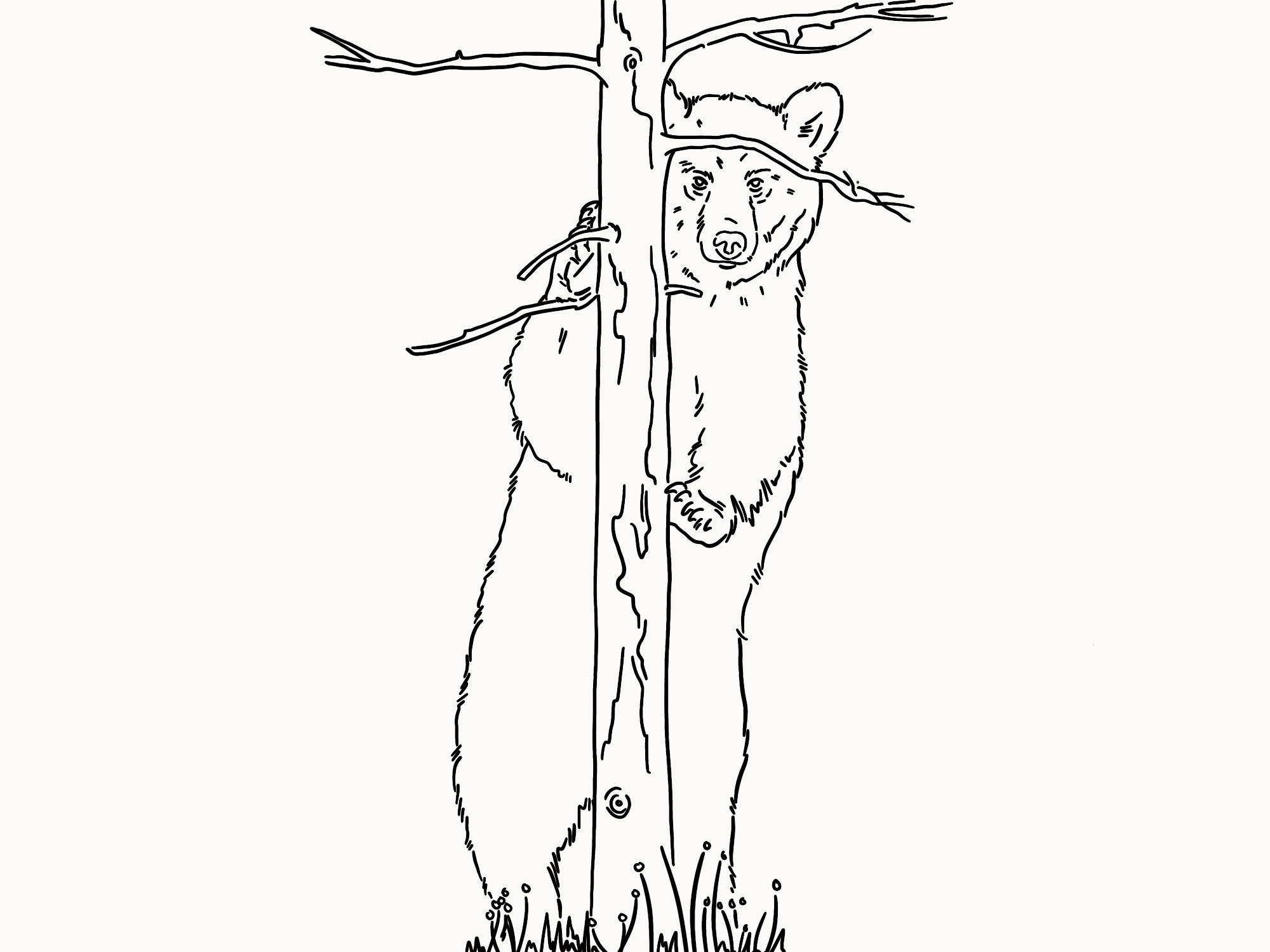 hiding bear illustration